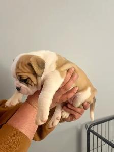 Olde English Bulldog Puppies - Photo 3