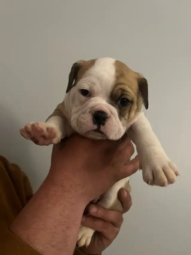 Olde English Bulldog Puppies - Photo 4