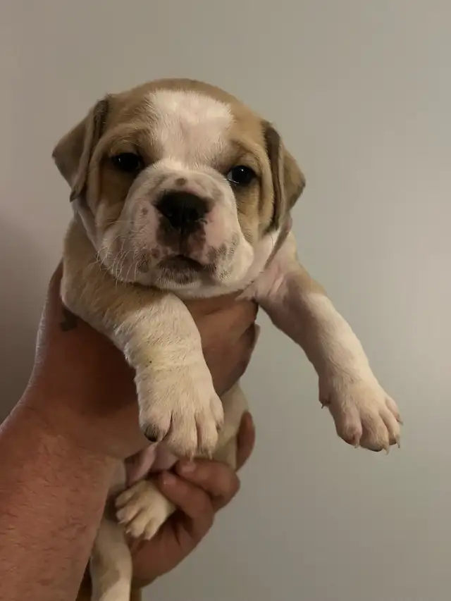 Olde English Bulldog Puppies - Photo 5