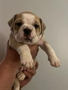 Olde English Bulldog Puppies - Photo 5