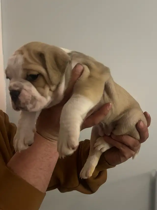 Olde English Bulldog Puppies - Photo 6