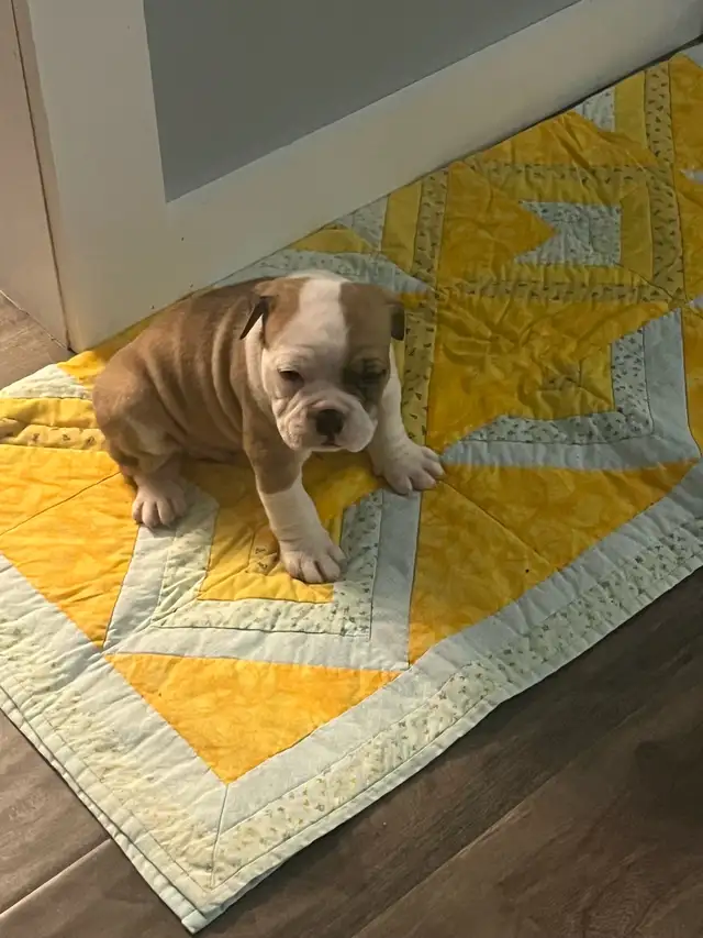 Olde English Bulldog Puppies - Photo 7