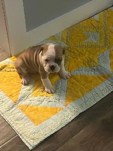 Olde English Bulldog Puppies - Photo 7