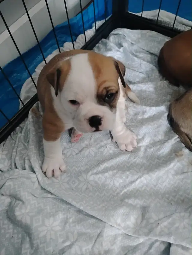 Olde English Bulldog Puppies - Photo 8