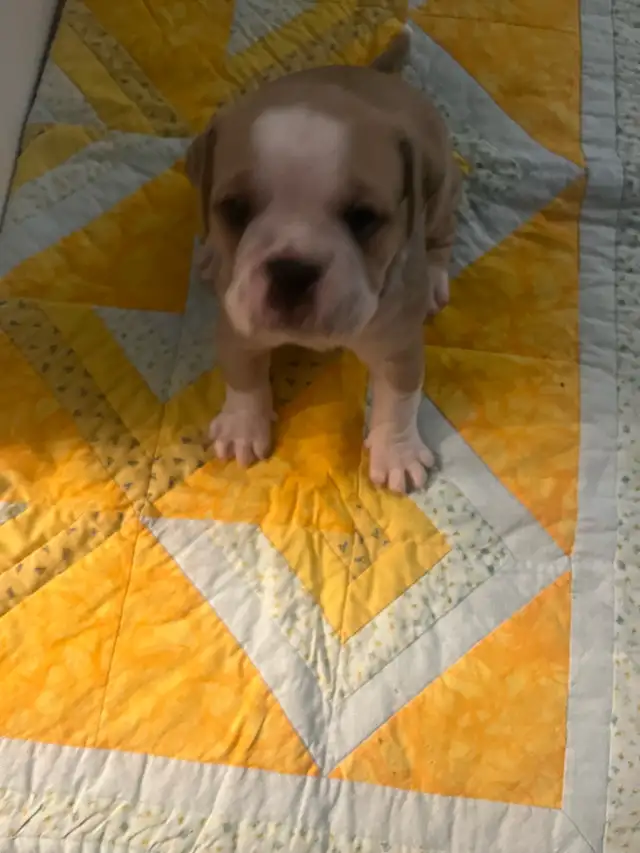 Olde English Bulldog Puppies - Photo 9