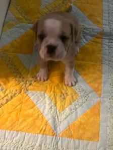 Olde English Bulldog Puppies - Photo 9