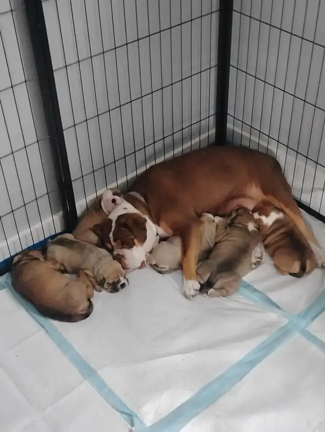 Olde English Bulldog Puppies - Photo 10