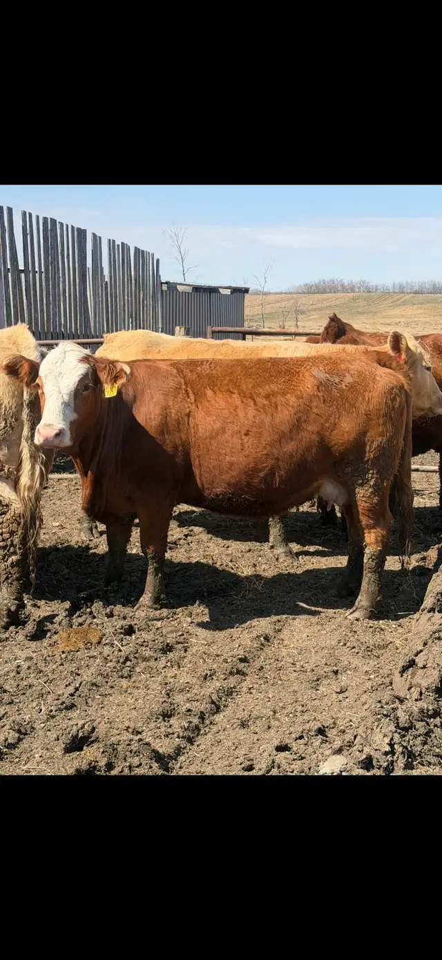 cows for sale
