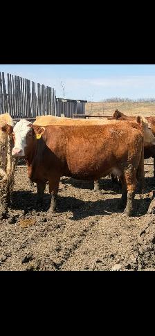 cows for sale