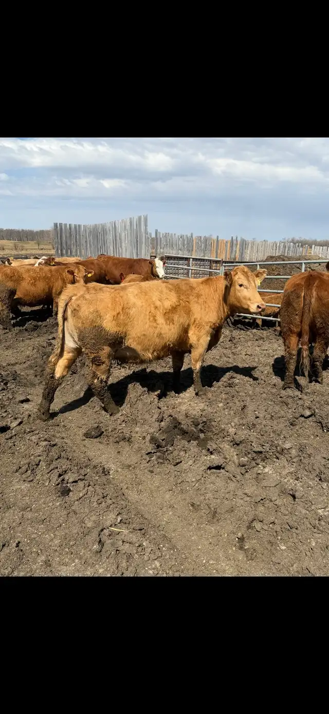 cows for sale - Photo 2