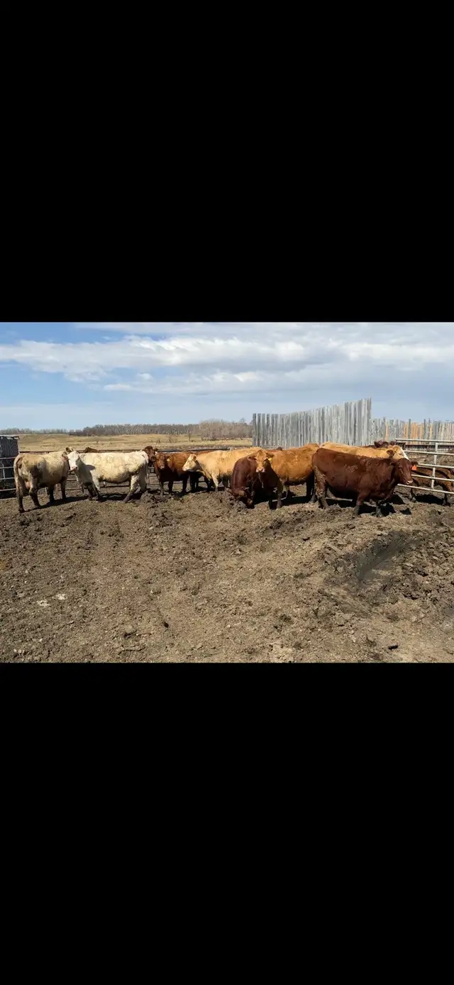 cows for sale - Photo 3