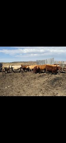 cows for sale - Photo 3