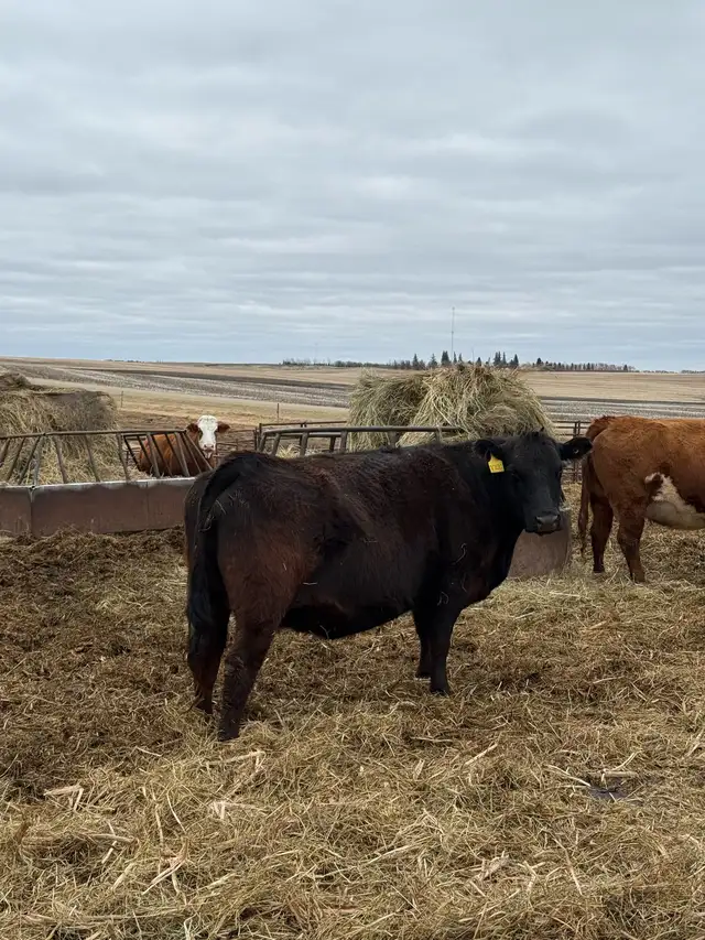 Bred Cows for sale