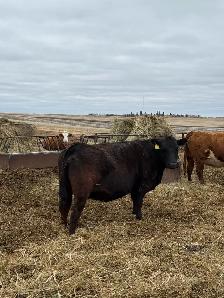 Bred Cows for sale