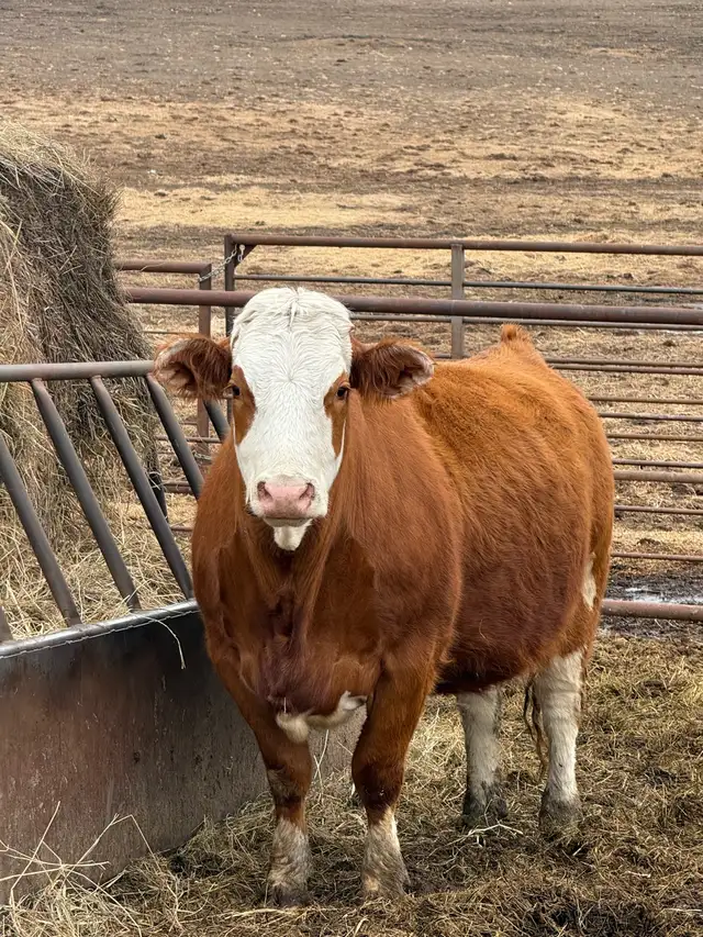 Bred Cows for sale - Photo 2