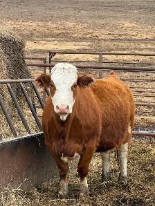 Bred Cows for sale - Photo 2