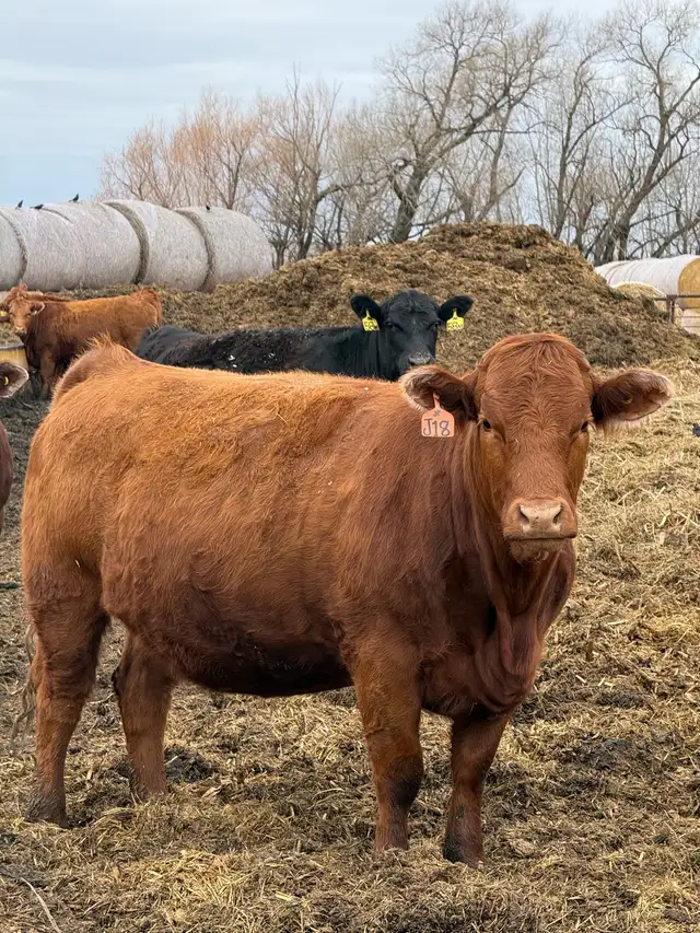 Bred Cows for sale - Photo 3