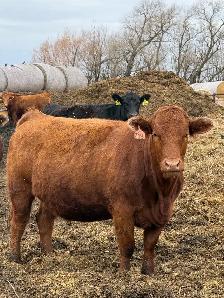 Bred Cows for sale - Photo 3