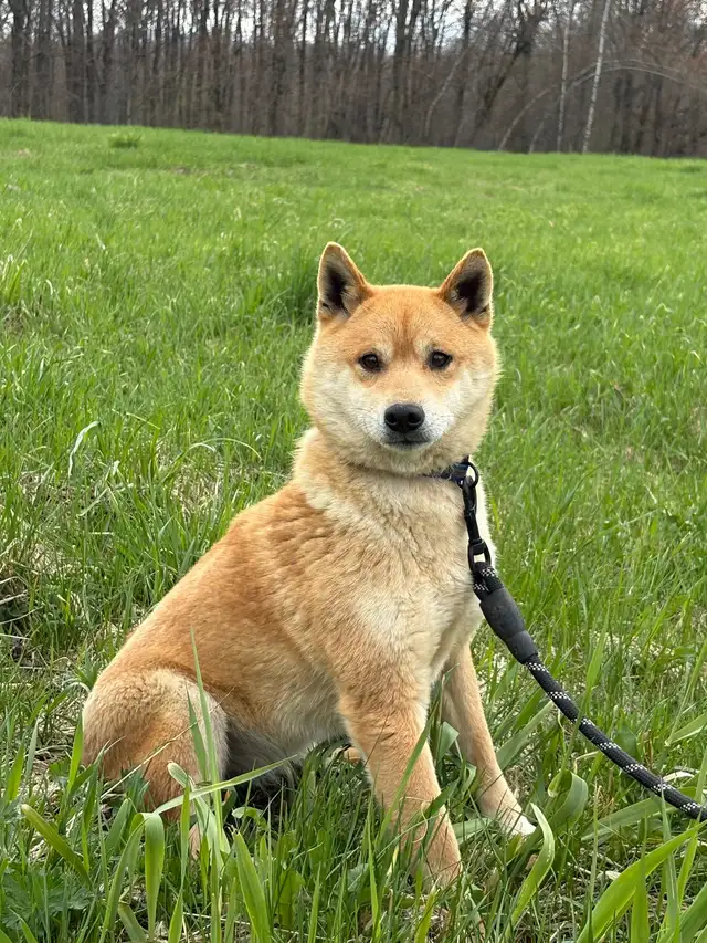 Shiba Inu Femelle