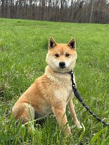 Shiba Inu Femelle