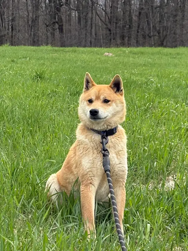 Shiba Inu Femelle - Photo 2
