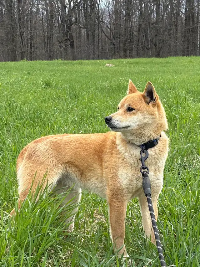 Shiba Inu Femelle - Photo 3