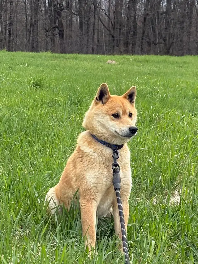 Shiba Inu Femelle - Photo 4