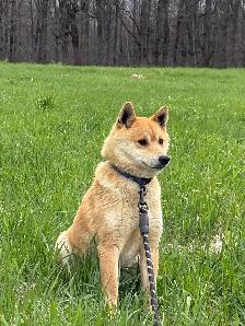 Shiba Inu Femelle - Photo 4