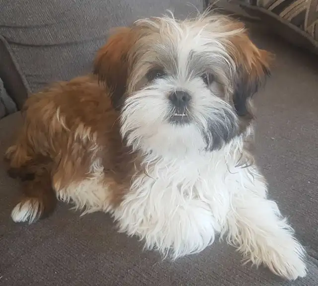 Male Shih Tzu Puppy. 7 months old