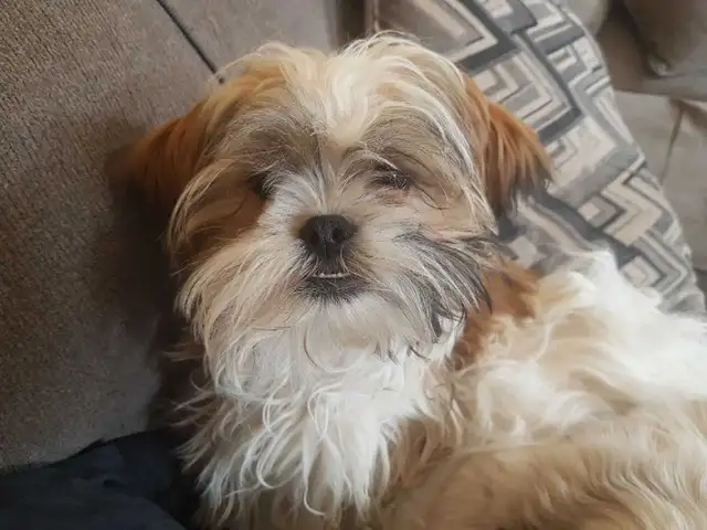Male Shih Tzu Puppy. 7 months old - Photo 2