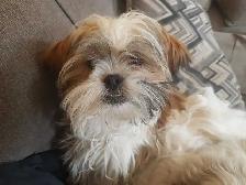 Male Shih Tzu Puppy. 7 months old - Photo 2