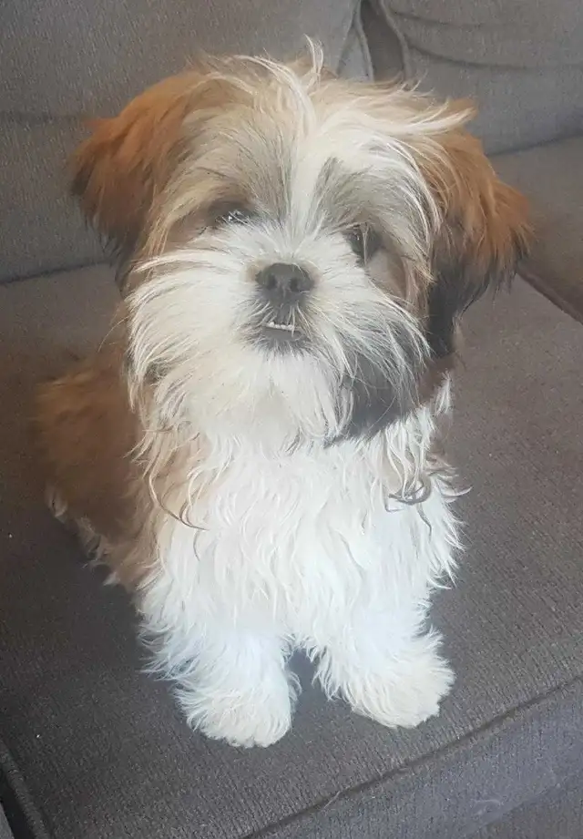 Male Shih Tzu Puppy. 7 months old - Photo 3
