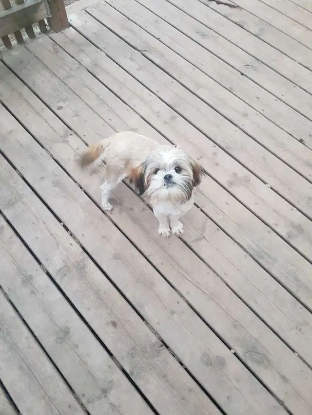 Male Shih Tzu Puppy. 7 months old - Photo 4