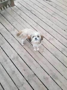 Male Shih Tzu Puppy. 7 months old - Photo 4
