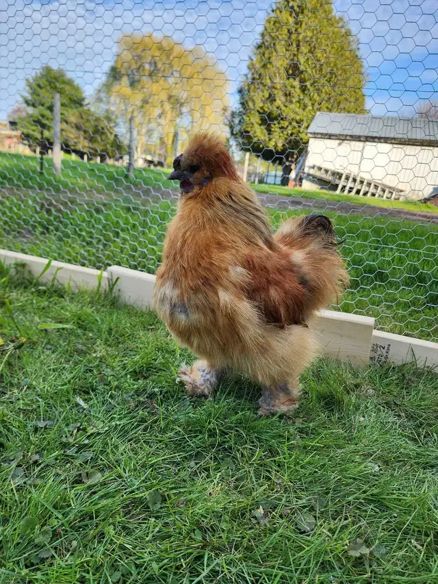 Silkie Roosters for sale!
