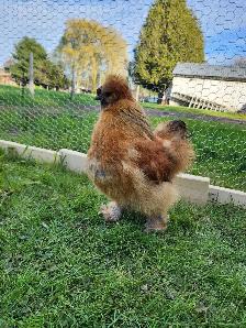 Silkie Roosters for sale!