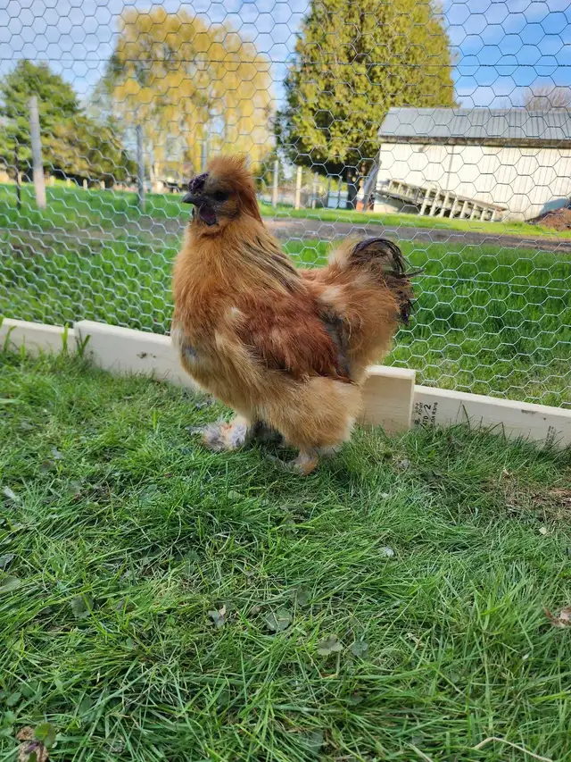 Silkie Roosters for sale! - Photo 2