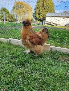 Silkie Roosters for sale! - Photo 2