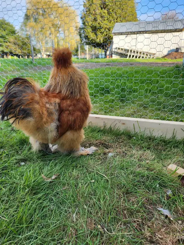 Silkie Roosters for sale! - Photo 3