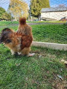 Silkie Roosters for sale! - Photo 3