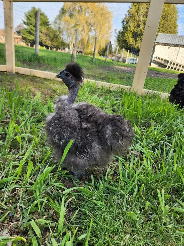 Silkie Roosters for sale! - Photo 4