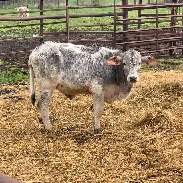 Brahma heifers for sale