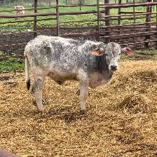 Brahma heifers for sale