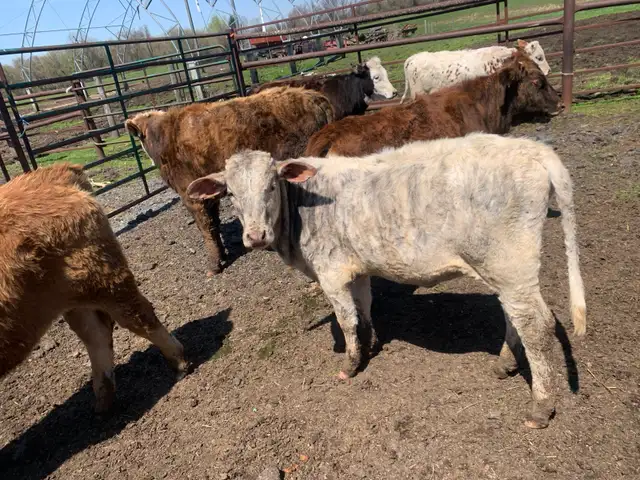 Brahma heifers for sale - Photo 2