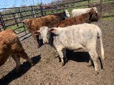 Brahma heifers for sale - Photo 2