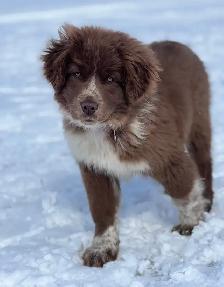 Farm puppy
