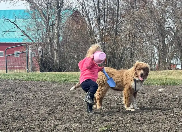 Farm puppy - Photo 2