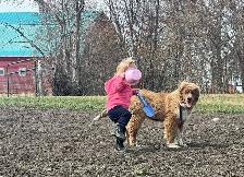 Farm puppy - Photo 2