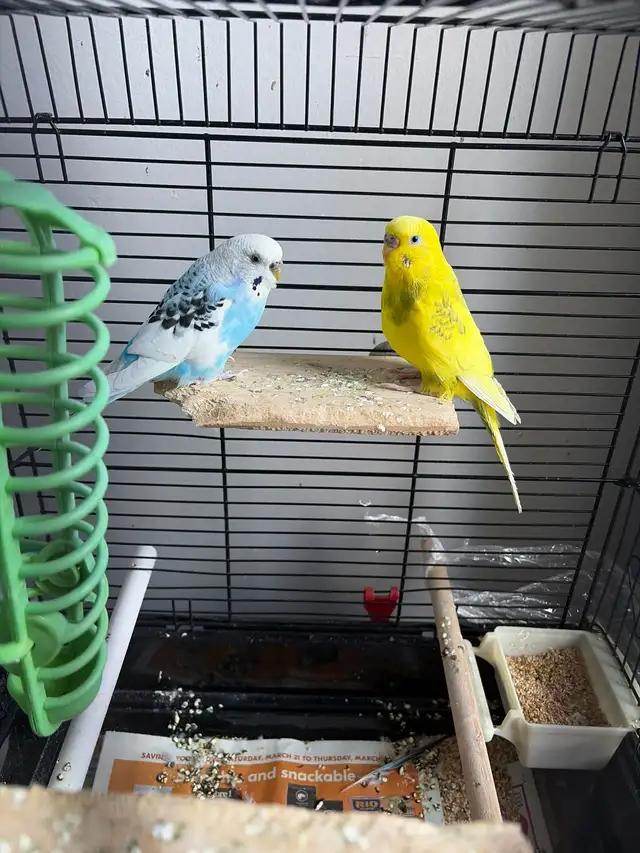 Budgie - 2 Birds with cage