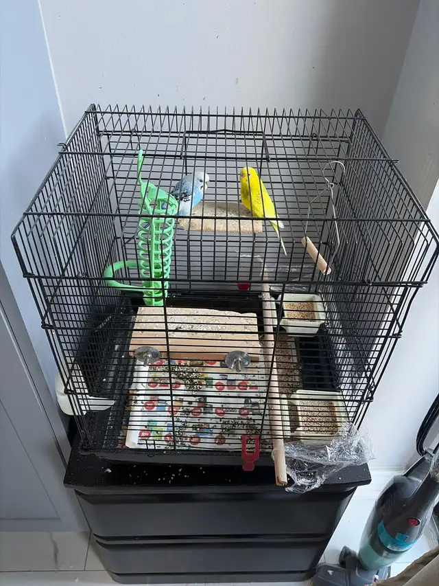 Budgie - 2 Birds with cage - Photo 2